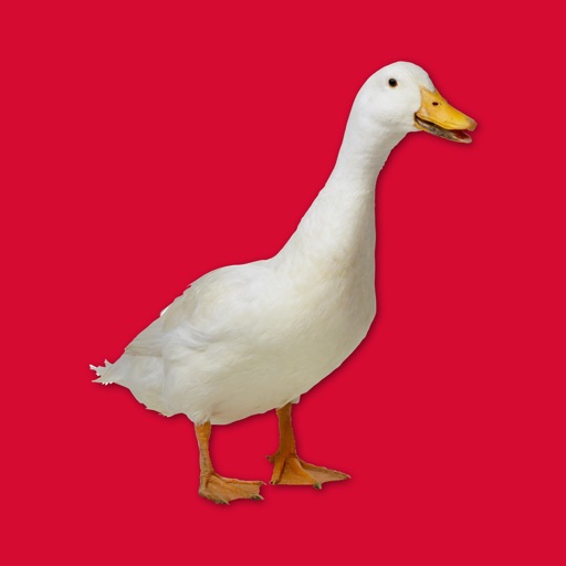 Where the duck are you? icon