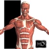 Visual Anatomy Pro -3D Anatomical Model of the Human Body