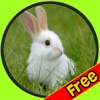 exceptionnal rabbits for kids free