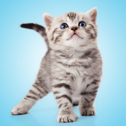 Kitten Sounds! iOS App