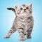 If you love fluffy little kittens, you’ll love hearing their adorable sounds