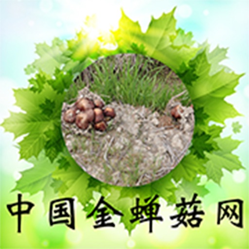 中国金蝉菇网 icon