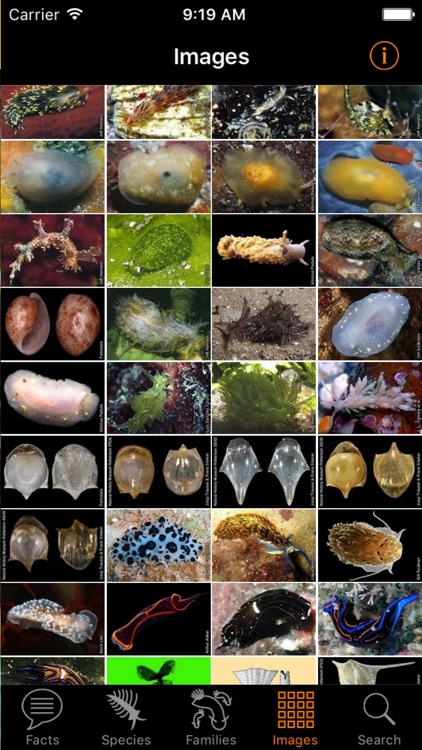 Nudibranch ID Western Atlantic screenshot-4