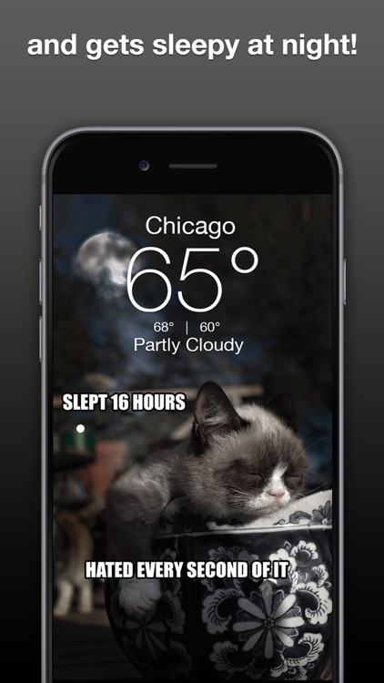 Grumpy Cat Weather