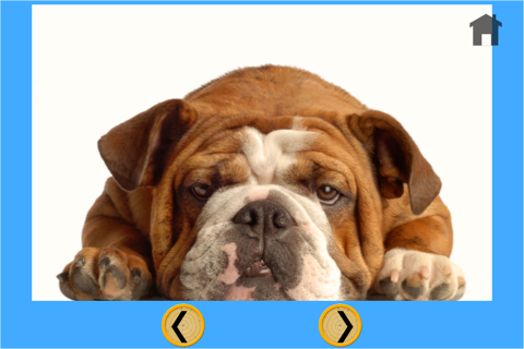 fantastic dogs pictures for kids - free screenshot 4