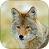 Coyote Hunting Calls - Fox Sounds