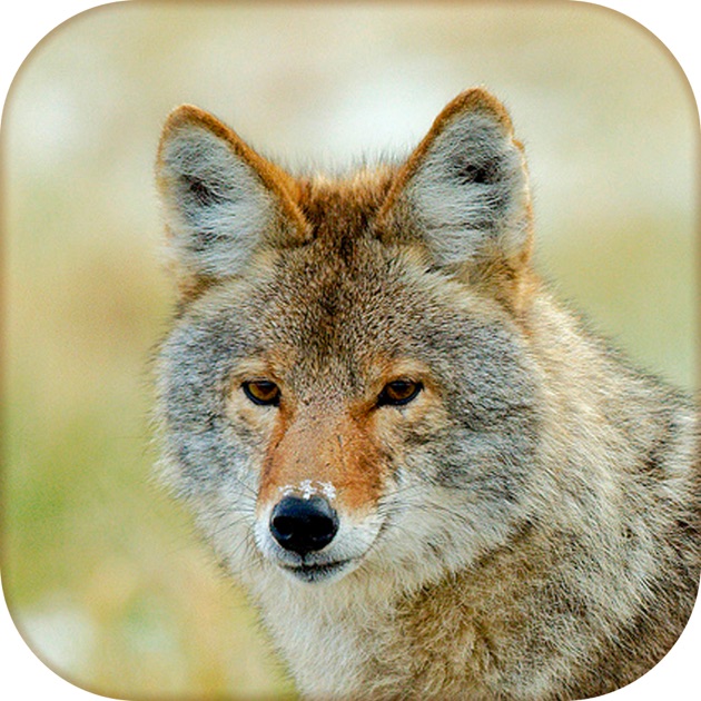 Coyote Calling Sounds - eaglexsonar