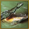 Wild Hungry Crocodile 3D. Swamp Aligator Attack in WildLife Simulator 2016