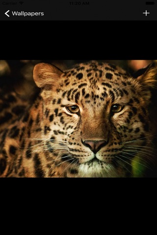 Free Leopard Wallpapers screenshot 2