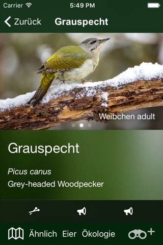Vögel Deutschlands - ein Naturführer zum Bestimmen der heimischen Vogelarten in Garten, Wald und Wasser screenshot 3