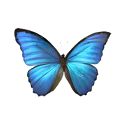 BodyTalk Transformation icon