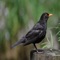 The common blackbird (Turdus merula) is a species of true thrush