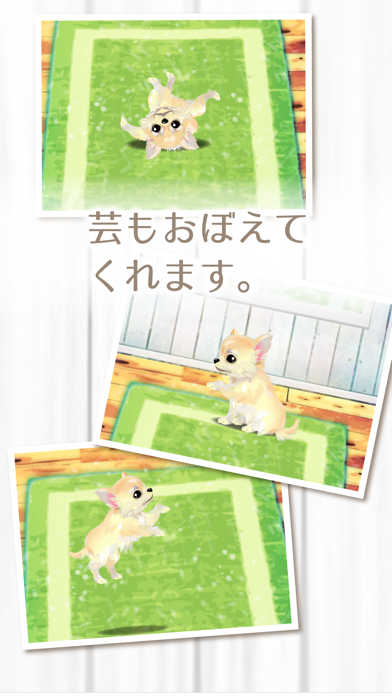 癒しの子犬育成ゲーム〜チワワ編〜（無料） screenshot1
