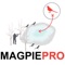 Are you a magpie hunter who loves to hunt for magpies