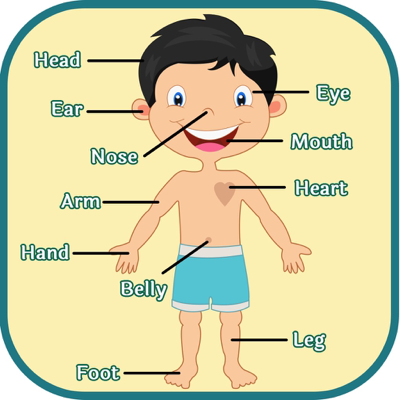 Learning Human Body Parts - Baby Learning Body Parts