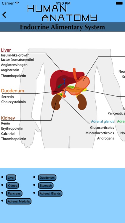 Human Body Atlas - The Handiest Human Anatomy Atlas for Organ Anatomy & Skeleton Anatomy and Muscular Anatomy!