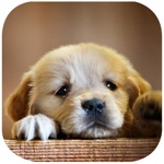 Cute Puppy Puzzle - A fun  addictive puzzle matching game