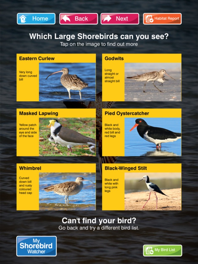 Shorebirds(圖4)-速報App