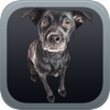 Guide to Dog Breeds Guide to Dog Breeds