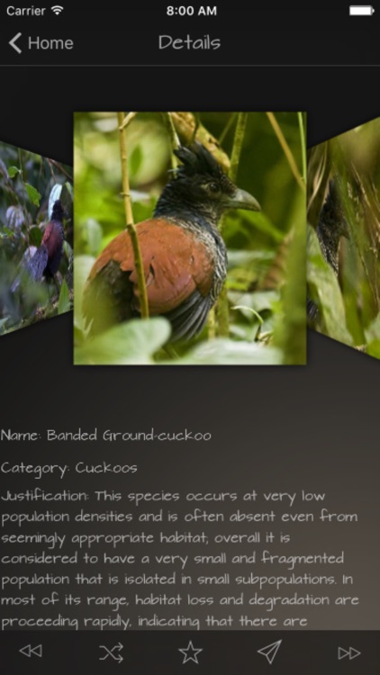 Cuckoos Database