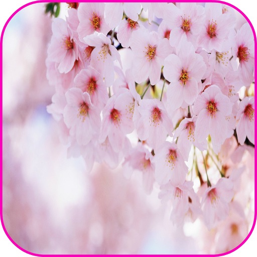 Spring Flowers Live Wallpaper Photo Frames icon