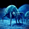 How To Get Rid Of Dust Mites