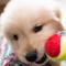 Arrange Dogs is very cute and creative game