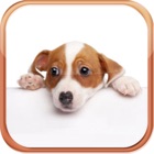 Top 38 Games Apps Like Dog Breeds Trivia Quizzes - Best Alternatives