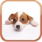 Dog Breeds Trivia Quizzes