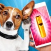 犬笛 - 超音波。超音波ホイッスルとあなたの犬を訓練