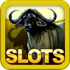 "A+" Roaming Buffalo Rich Casino Slots Hot Streak Las Vegas Journey