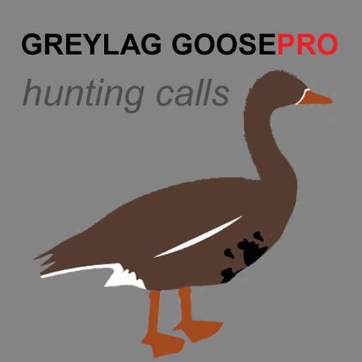REAL Greylag Goose Hunting Calls & Greylag Goose CALLS & Greylag Goose Sounds! - BLUETOOTH COMPATIBLE iOS App
