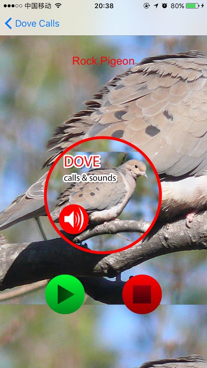 Pigeon Sound Effects Free Download