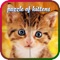 Puzzles of Kittens Free