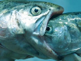 Fashion fish from the ocean
