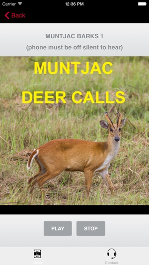 Muntjac Deer Calls Sounds for Big Game H