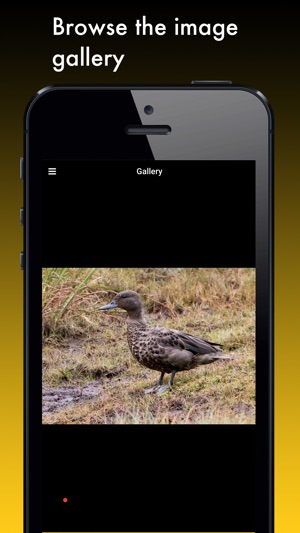 Duck Species: Types of Duck(圖5)-速報App