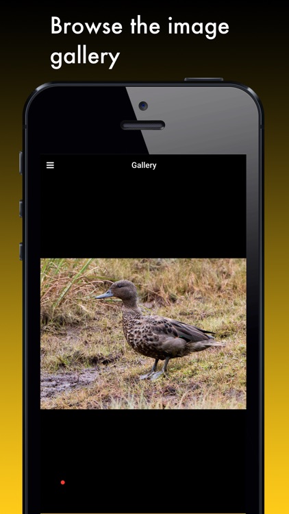 Duck Species: Types of Duck screenshot-4