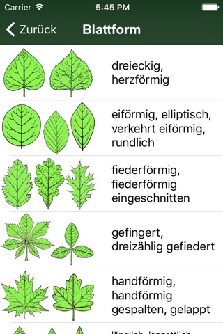 Alle Bäume Schweiz - 1000 Baumarten und Sträucher bestimmen + alle Parkbäume und Ziersträucher identifizieren screenshot 3