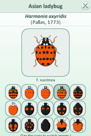 Adalia, Field Guide to Ladybugs of North America screenshot 2