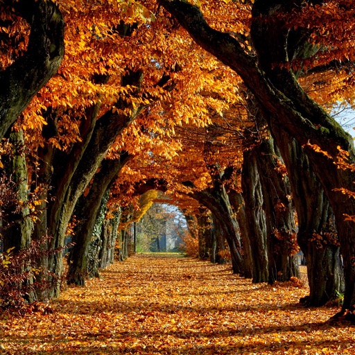 Best Autumn Wallpapers HD