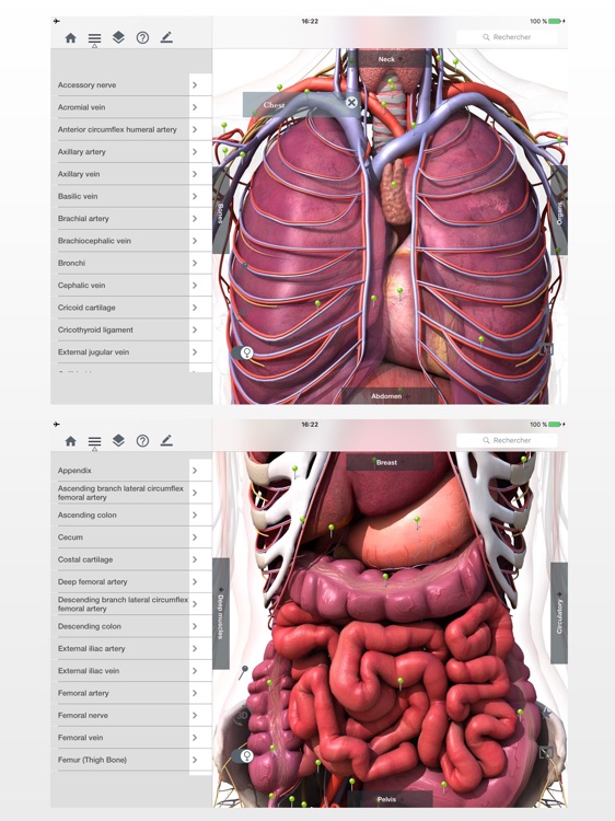 Anatomy Easy : Learn Muscles, Skeleton and Bones screenshot-3