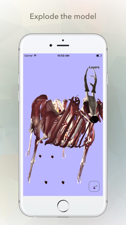 Deer Anatomy