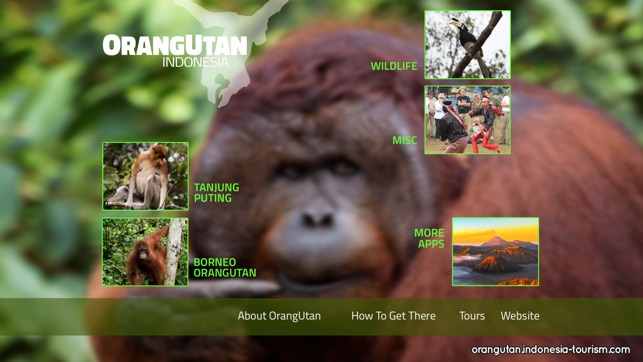 OrangUtan - Indonesia