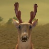 Deer Hunting 2017 - Free hunter games