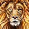狮王直播-超越老虎的帅哥美女聚合直播平台