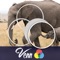 Venn Elephants: Overlapping Jigsaw Puzzles