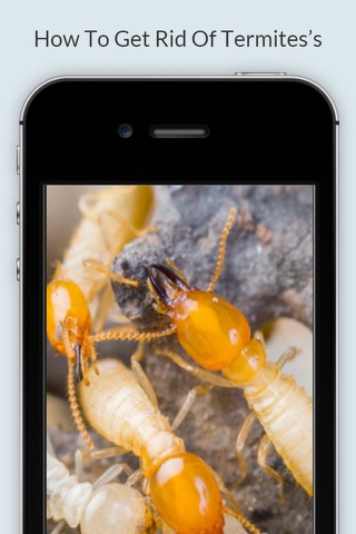 How To Get Rid Of Termites - Pest Control Services screenshot 2