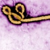 Fight Ebola