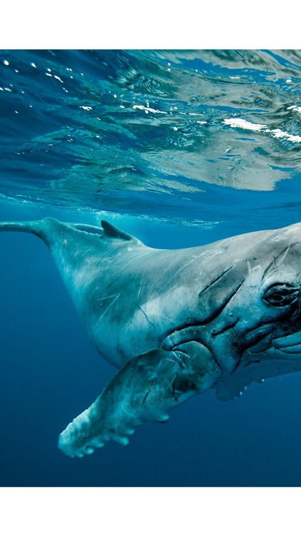 Revista National Geographic Brasil screenshot-3